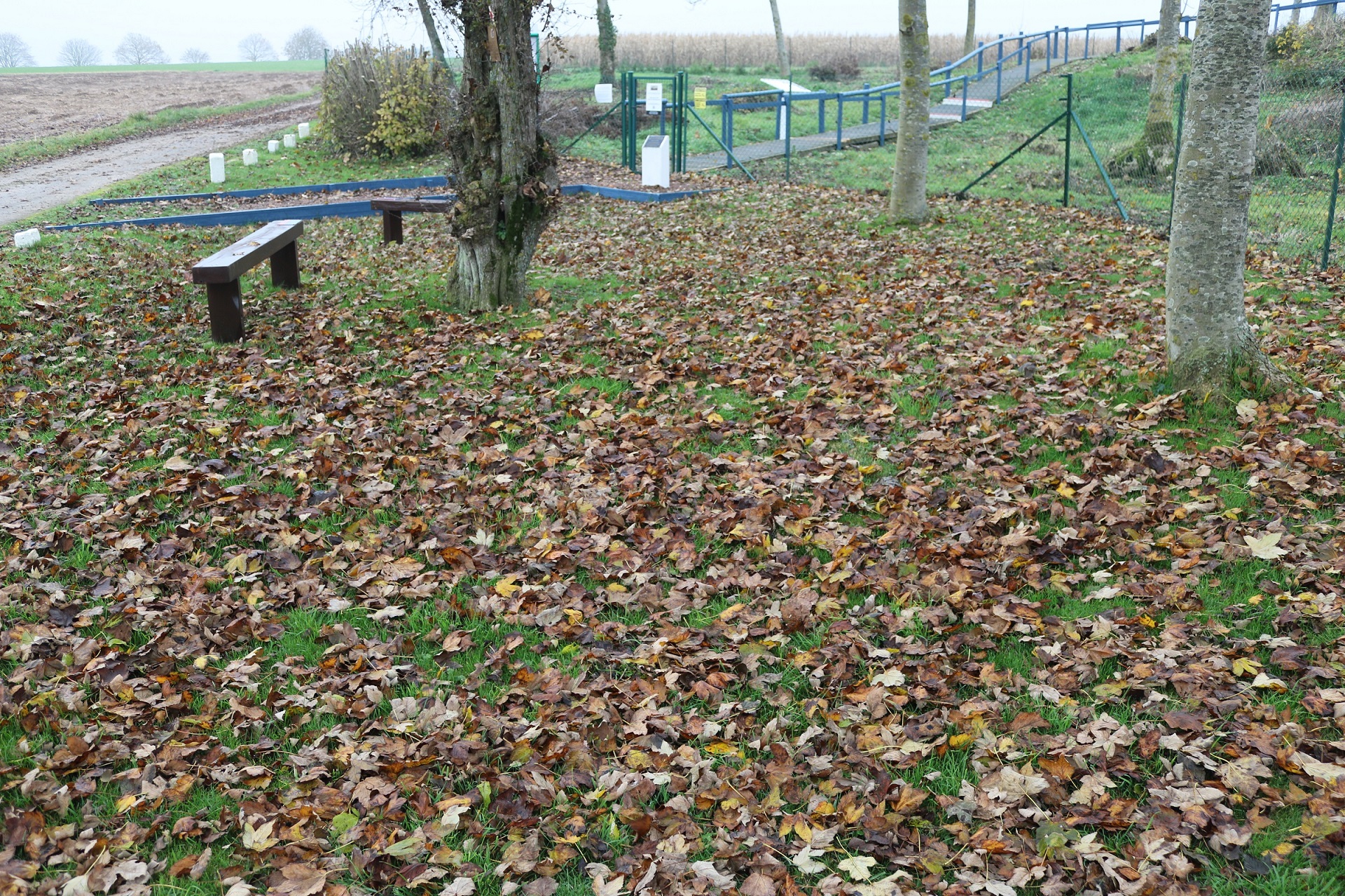 The grass at the car park area is covered in leaves. Winter is here.